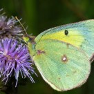 European Cabbage Butterfly